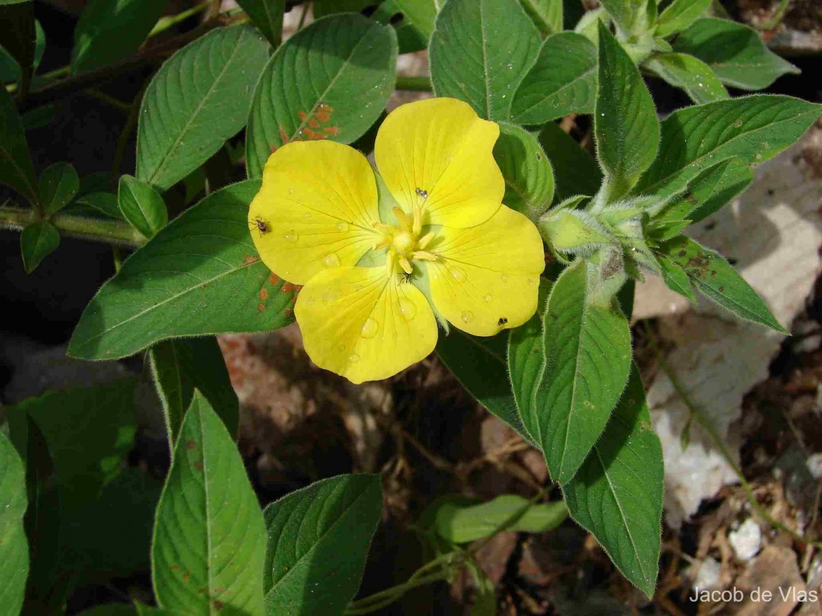 Ludwigia peruviana (L.) H.Hara